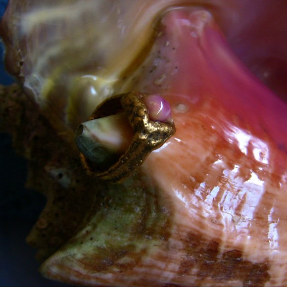Conch Pearl ring in 24K pure gold - Picture 10 of 12
